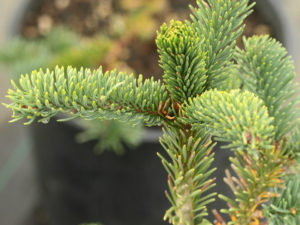 This peculiar Noble Fir will make long, straight branches that head skyward rather rapidly. This bizarre attribute is very distinctive and noticeable.