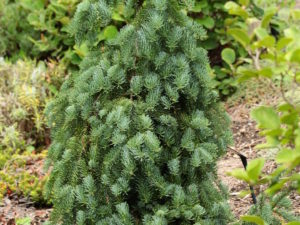 A dwarf weeping variety that makes a mound. Can be trained to develop a leader. Very interesting form and color which is a muted greenish blue. Many of the oldest specimen have been trained upright, then have developed a leader on their own.