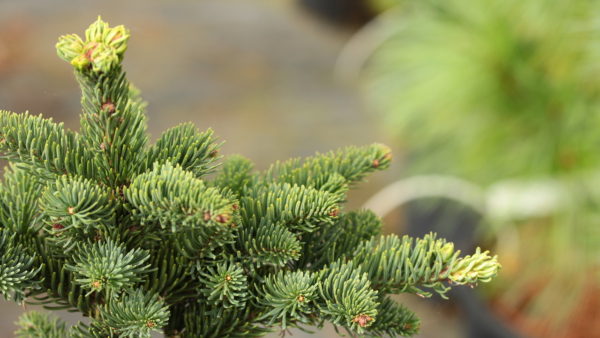 Congested growth on this upright fir has a nice bluish-green color. Short side branches emerge from a thick, central leader, giving a tail-like appearance to the branches radiating from the trunk.