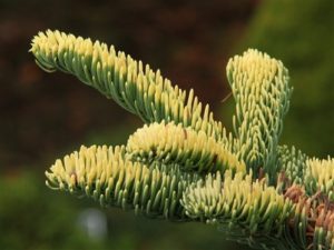 This perfectly-shaped "Christmas tree" form has bright golden-yellow foliage, most noticeable on portions of the plant most exposed to sunlight, yet more green on interior foliage. Will eventually grow to be a full-sized tree, but the golden colour slows its rate of growth.
