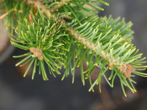 An uncommonly-cultivated species of fir that has very soft and fairly thin needles.