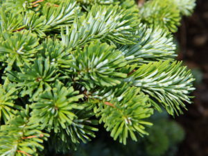 This compact fir displays silvery undersides on each needle with light-green surfaces, creating an outstanding contrast.
