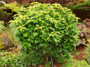 Dark, glossy green leaves are layered symmetrically on the stout branches of this compact cultivar. Fall colors of yellow and orange add additional interest before winter.