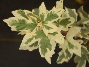 Fairy small, symmetrical leaves have blunt lobes. Each leaf has a copious amount of bright white variegation, contrasting with the light green typical of the species. A beautiful, and fairly slow-growing tree.