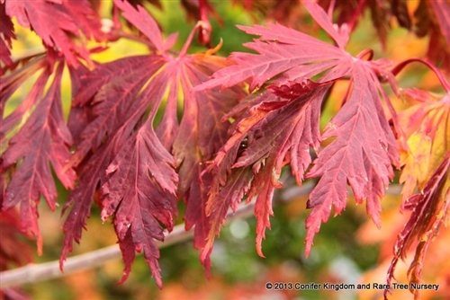 Large green leaves are deeply divided, hence the occasionally used name "fern leaf."  Spring leaves are pubescent and typically emerge with a profusion of red to burgundy flowers.  Fall color is possibly the most spectacular of all maples, hence the name "dancing peacock."  Fall colors are brilliant crimson to orange.