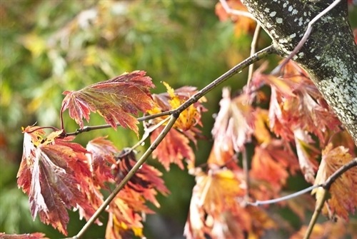 Large green leaves are deeply divided, hence the occasionally used name "fern leaf."  Spring leaves are pubescent and typically emerge with a profusion of red to burgundy flowers.  Fall color is possibly the most spectacular of all maples, hence the name "dancing peacock."  Fall colors are brilliant crimson to orange.