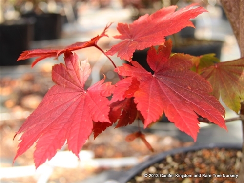 This medium-size Full Moon maple produces a spectacular show from spring to fall. Its large, almost circular green leaves develop red-pink margins by the end of summer and then change to a riot of orange, red and purple in fall.