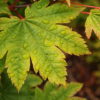 This medium-size Full Moon maple produces a spectacular show from spring to fall. Its large, almost circular green leaves develop red-pink margins by the end of summer and then change to a riot of orange, red and purple in fall.