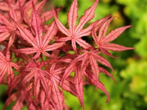 Reticulated leaves show splashes of strawberry-pink color with deeper burgundy and purple tones underneath. Spring leaves are especially colorful. Fall color brightens to red and rust-orange.