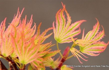 Vibrantly-colored foliage is a stunning hot pink color that is most decorative in early spring. The leaf margins maintain some of the coloration throughout the growing season, with the centers and veins of the leaves becoming more green. One of the most colorful yet slow-growing selections of Japanese Maple!
