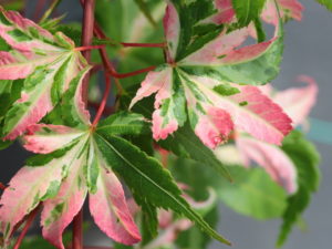 Variegated pink and cream, brighter than Orido nishiki. The bright colors take up the entire leaf, rather than partial variegation.