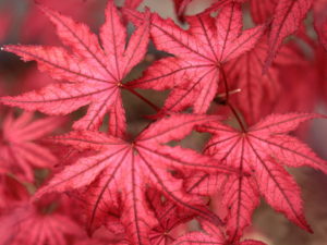 Reddish-pink leaves on this Japanese selection are highlighted by dark leaf veins when they emerge in spring. Distinctive reticulation lasts on the leaves throughout the year, and fall bring on a host of orange, red, and purple.