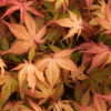 Beautiful, reticulated orange-colored leaves have deeper, reddish color toward the tips. This beautiful, elegant maple will form a small tree with a bushy canopy.