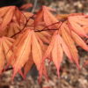 Beautiful, reticulated orange-colored leaves have deeper, reddish color toward the tips. This beautiful, elegant maple will form a small tree with a bushy canopy.