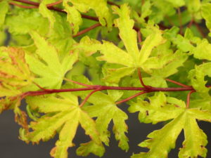 This slow-growing maple has very light colored leaves with a yellowish tone in summer. Leaf margins are highlighted by a bright reddish color, giving a nice contrast.