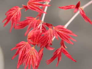 New growth is vibrant red color with a bright coral-pink color persisting throughout the summer. A very colorful and slow-growing Japanese Maple.