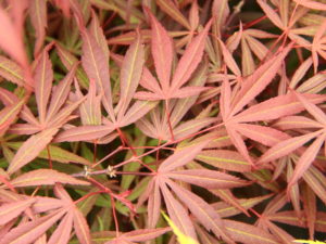 Smaller in both stature and leaf size than other red Japanese maples with strap-like leaves, this delicate-looking small tree makes a choice container plant. Its small leaves retain their purple-red coloring throughout summer and turn scarlet in fall.