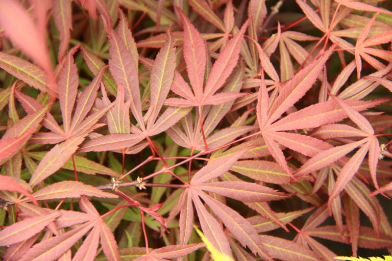 Smaller in both stature and leaf size than other red Japanese maples with strap-like leaves, this delicate-looking small tree makes a choice container plant. Its small leaves retain their purple-red coloring throughout summer and turn scarlet in fall.