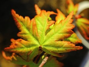 A slow-growing maple with petite leaves that range in color throughout the year. Sometimes featuring red, yellow, or green.