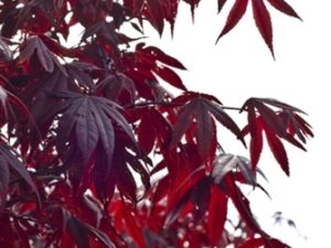 Among the most popular of the large-leaved, red-purple Japanese maples, this industry standard holds its color very well into the late summer. Deeply divided and finely toothed leaves go bright crimson in fall. Prominent, bright red fruits ornament the tree too. Best color in full sun.