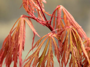 The delicate texture of this laceleaf maple is accented in spring by its bright orange-red growth, and later in fall by its fiery orange autumn color. A beautiful combination of attributes.
