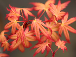 A very colorful Japanese maple with bright, coral-colored foliage that has tones of pink and orange throughout the growing season, especially stunning in spring.