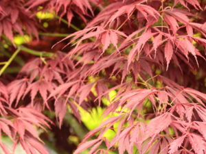 Large, dark purple-burgundy leaves that are deeply divided create a feathery appearance on this upright small tree. The distinctive leaves, which contrast beautifully with the trees green bark, turn orange-red in fall.