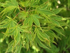 Leaves are light bronze-green with mild yellow variegation. Fall colors are yellow and orange.