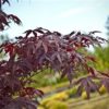 This vigorous, deep purple-red Japanese maple resembles Bloodgood, but has better leaf color retention, and the advantage of leafing out two weeks later. A hardy, upright tree with a broad canopy, it makes a striking focal point in the large landscape.