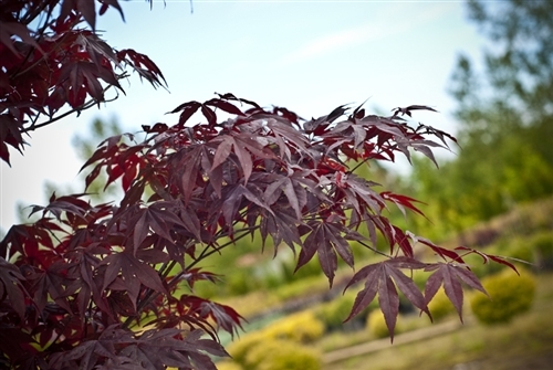 This vigorous, deep purple-red Japanese maple resembles Bloodgood, but has better leaf color retention, and the advantage of leafing out two weeks later. A hardy, upright tree with a broad canopy, it makes a striking focal point in the large landscape.