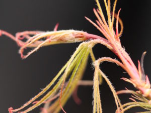 A unique, very slow-growing Japanese maple, this dwarf green cultivar has very narrow, string-like leaves, not much wider than leaf veins. More sturdy than its deceptively delicate look would suggest, Fairy Hair is a selection that will be less than 3 f