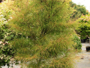 A unique, very slow-growing Japanese maple, this dwarf green cultivar has very narrow, string-like leaves, not much wider than leaf veins.