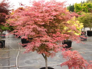 The distinctive, purple-green leaves of this small Japanese maple display pink and cream leaf margins and twisted lobes.  A sport from ‘Geisha,’ it has shown improved hardiness and stability over its smaller, more tender parent. Purple-black, pink and crimson foliage complete the show in fall.