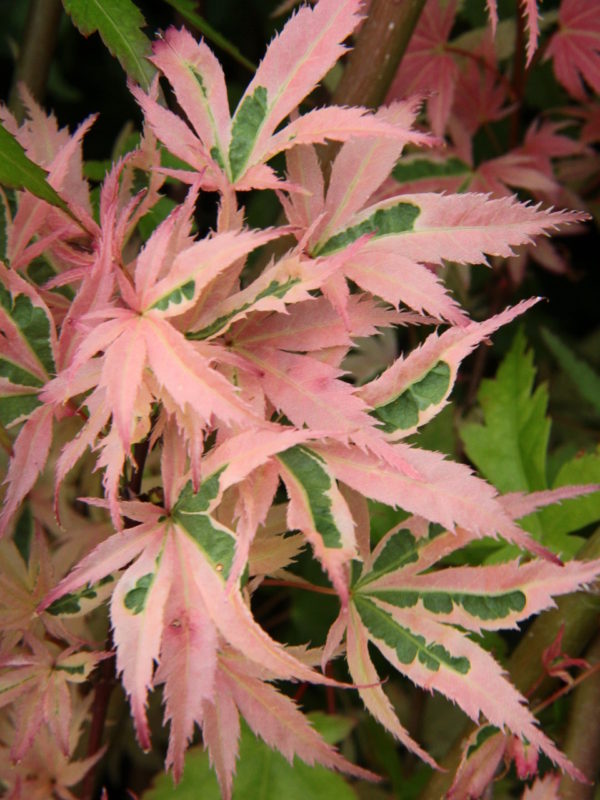 More pink and white are present on the leaves of this small, bushy tree than the photosynthesizing green color. This attribute lends to its slow growth rate, and the fringed margins add a delicate texture, making it an astounding beauty in any landscape.