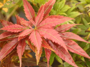 Listed in Japan since 1882, this strong-growing, round-headed Japanese maple has unusual coloring. Orangey-red spring foliage becomes a unique shade of rich dark purple with light green or yellow veins in summer. Small, irregular green spots of variegation resemble a sprinkling of sand. Large, deeply divided leaves turn red, orange, and gold in fall.