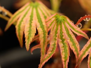 A dwarf maple with pink color and petite leaves. Somewhat globose in habit and highly sought-after by collectors.