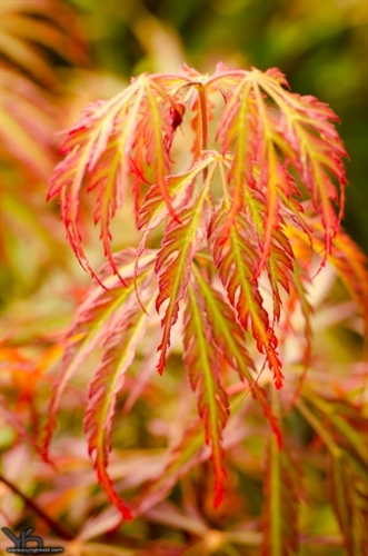 The beautiful leaves of this laceleaf Japanese maple emerge with orange and red highlights. In summer, the green leaves develop orange-red margins and contrast with red new growth. In fall becomes bright orange. A recent introduction. Dissectum.