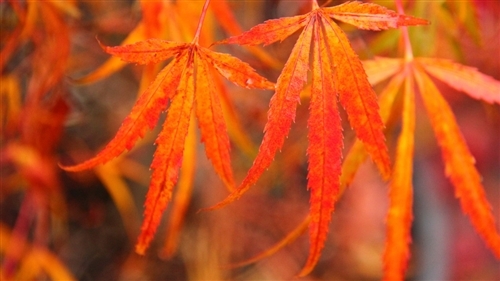 The leaf lobes of this slow-growing, upright, green Japanese maple vary in width from narrow and strap-like to hardly more than a leaf vein, which produces an elegant, soft look.  The new leaves unfold with crimson tones, but quickly turn green and then take on shades of orange and gold for fall. Named “Golden Old Harp” (or “Harp Strings”) in Japanese, this variety can tolerate 80% shade.  Also known as ‘Koto-no-it.’
