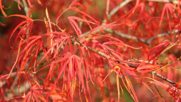 The leaf lobes of this slow-growing, upright, green Japanese maple vary in width from narrow and strap-like to hardly more than a leaf vein, which produces an elegant, soft look.  The new leaves unfold with crimson tones, but quickly turn green and then take on shades of orange and gold for fall. Named “Golden Old Harp” (or “Harp Strings”) in Japanese, this variety can tolerate 80% shade.  Also known as ‘Koto-no-it.’