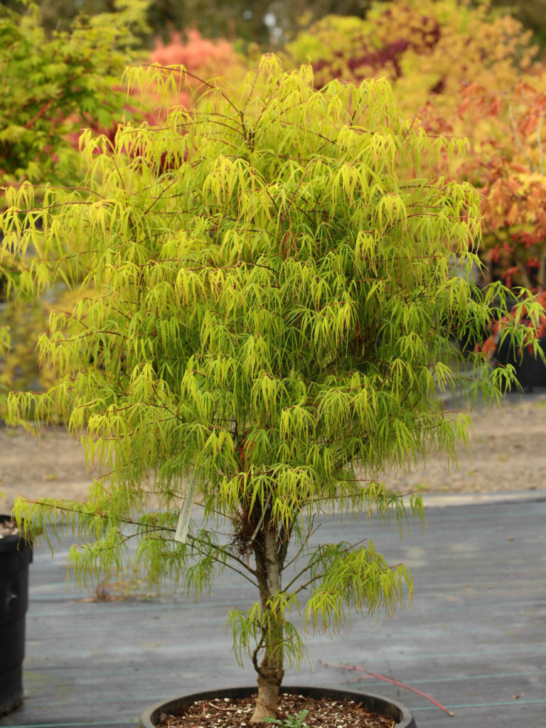 The leaf lobes of this slow-growing, upright, green Japanese maple vary in width from narrow and strap-like to hardly more than a leaf vein, which produces an elegant, soft look. The new leaves unfold with crimson tones, but quickly turn green and then take on shades of orange and gold for fall. Named “Golden Old Harp” (or “Harp Strings”) in Japanese, this variety can tolerate 80% shade. Also known as ‘Koto-no-it.’
