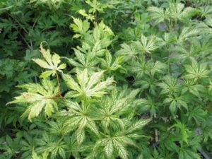 Each small green leaf of this upright Japanese maple has white veins and looks like a "little snowflake," which is the translation of the name. A promising new cultivar.
