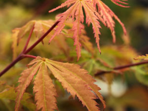A slow-growing variety with greenish leaves, having a reddish blush. Fall color is a mix of gold and red.