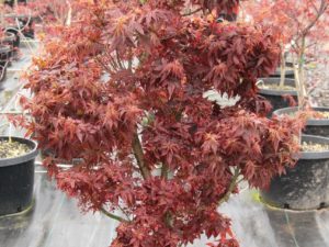 In Spring, the deep red, crinkled leaves have their most vibrant color, later becoming a more burgundy and purple color in the heat of summer. Kurenai jishi's compact growth habit and beautiful structure make it very attractive, and the orange fall display is especially spectacular.