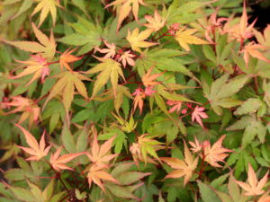 This compact maple has a globose shape and two-toned new growth, displaying light-green leaves with pink to ruby-red margins. Outstanding orange-red fall color is highlighted by undertones of deeper greens and purples even late into fall.