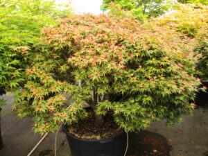 This compact, upright-growing maple has two-toned new growth, displaying light-green leaves with ruby-red margins. Outstanding burgundy-red fall color is highlighted by undertones of deeper greens and purples.