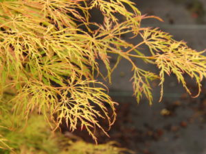 The deeply dissected leaves of this compact Japanese maple emerge a very light lemon yellow and become lime green in summer, producing an refreshing two-tone effect. In fall, foliage changes to orange and yellow. Lemon Lime Lace forms an irregular mound.