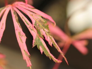 Excellent variegation accents the burgundy-red leaves of this new selection. Creamy-pink variegation is splashed throughout the delicate leaves of this slow-growing maple, giving it an exciting color combination!