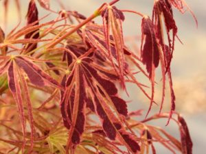 Spectacular leaf coloration distinguishes this upright, but broad, form of Japanese maple. Very deeply divided, narrow leaf lobes display reliable light yellow-green and purple-red variegation, producing a striking effect. In fall, leaves turn orange to red.