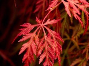This fantastic red laceleaf Japanese maple has a refined, cascading habit and long-term seasonal interest. Spring leaves emerge bright orange-red, then turn burgundy-green by summer. A second flush of summer growth repeats the bright spring show and produces a beautiful contrast against the older foliage. Dark red and fiery orange-red colors finish the display in fall. Dissectum.