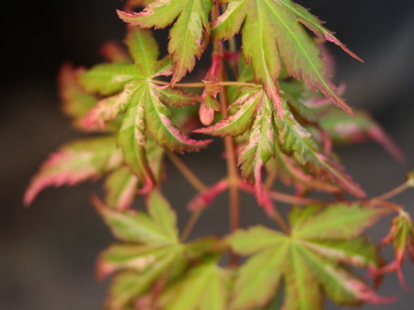 This upright maple has variegation ranging from margins of hot pink to patches of pastel pink. The bark has a tendency to develop striped variegation. Variegation is reminiscent of 'Asahi zuru'.